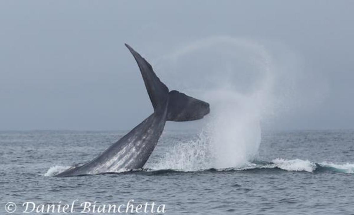 Blue whale attacked by killer whales photo courtesy of Daniel Bianchetta