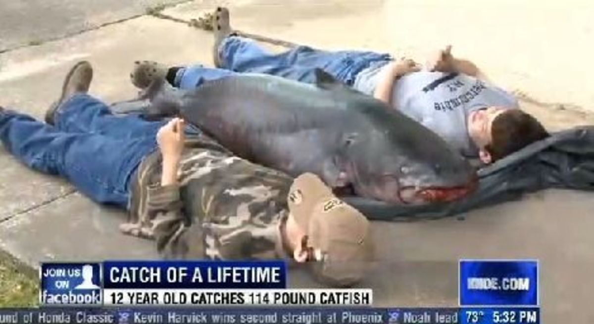 catfish