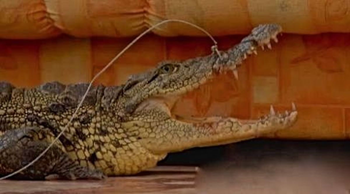 Gator 1 edit2