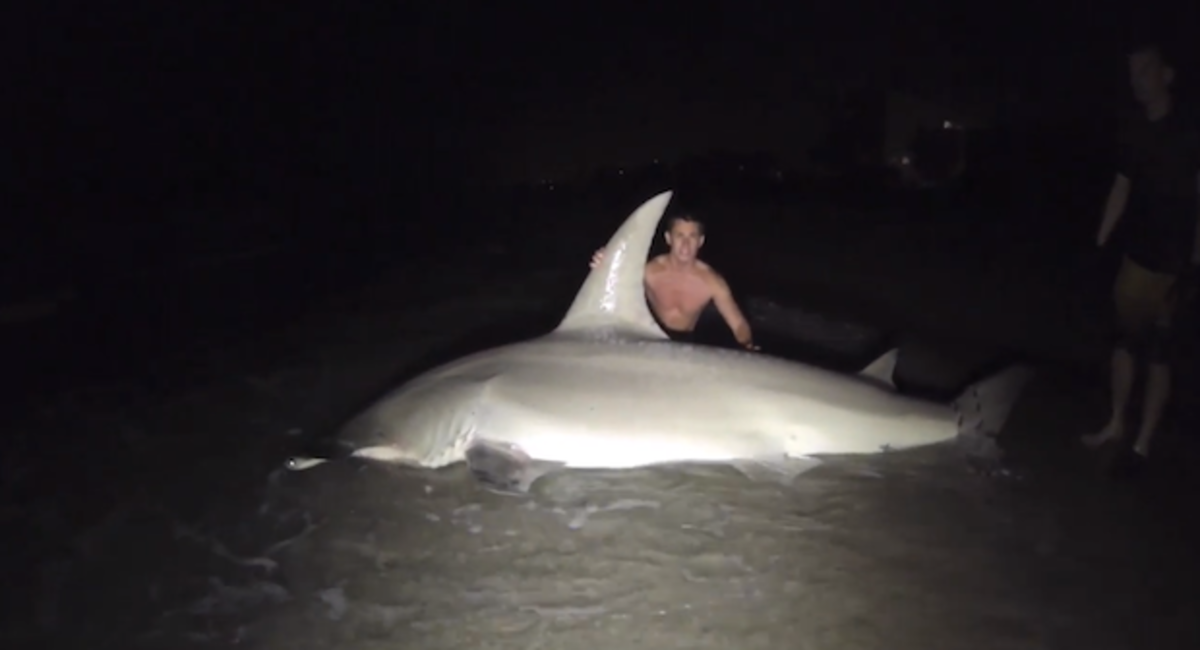 hammerhead2.jpeg