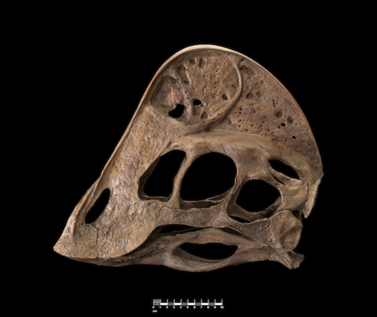 Oviraptosaurian Cast and Skull