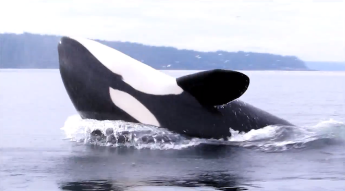 orca gives kayaker a scare