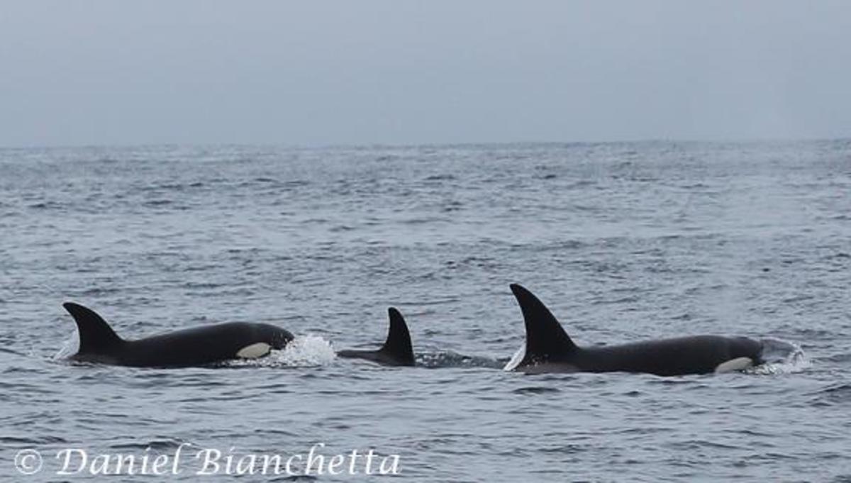 Blue whale attacked by killer whales photo courtesy of Daniel Bianchetta