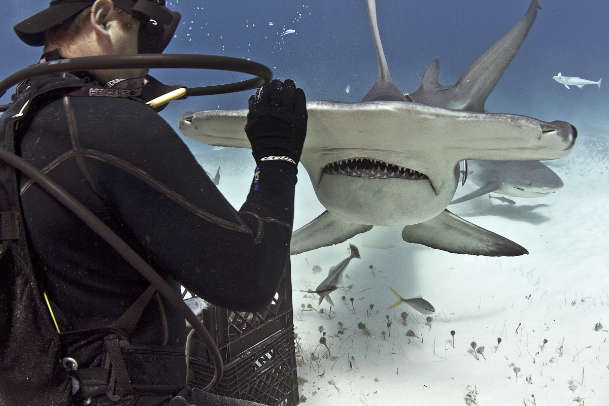 hammerhead shark