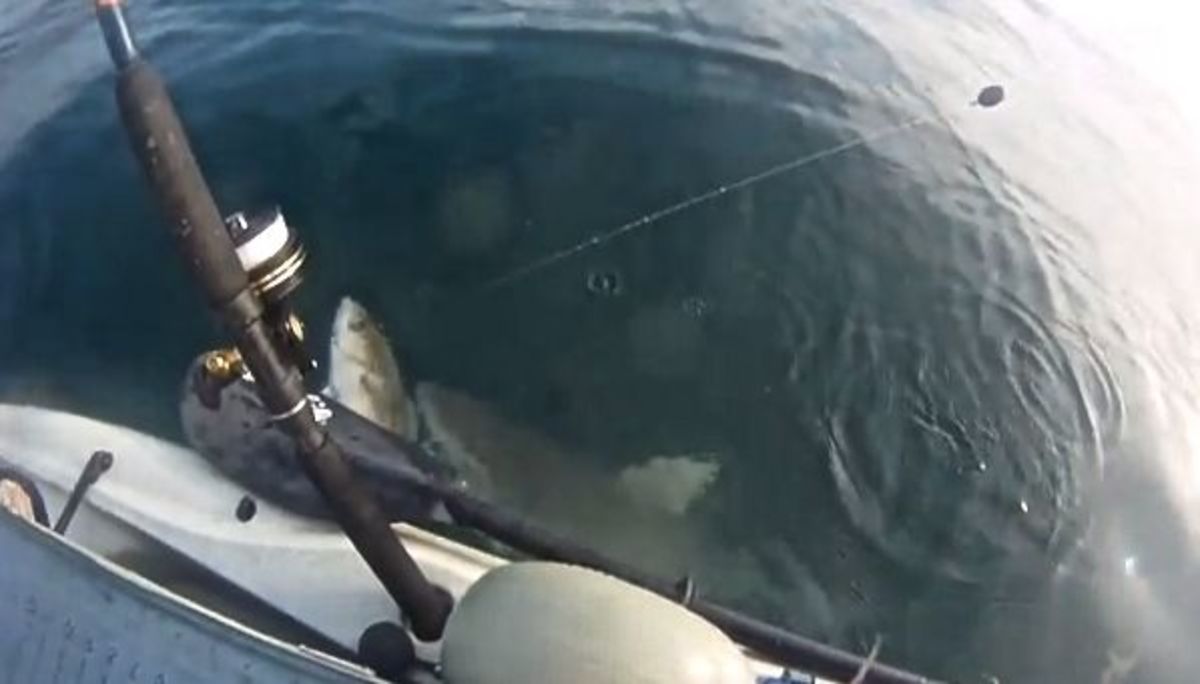 Shark 2 B