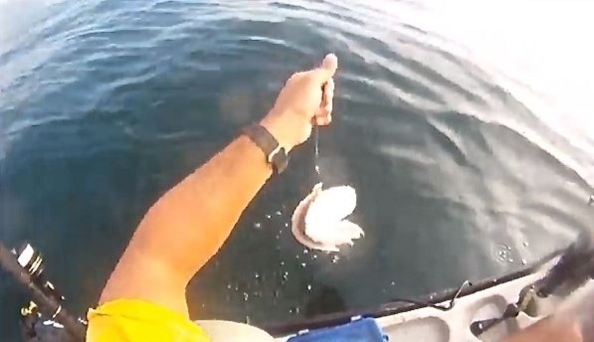 shark attack