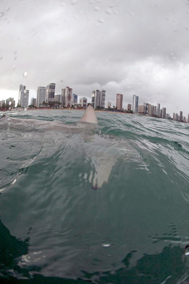 Shark Recife