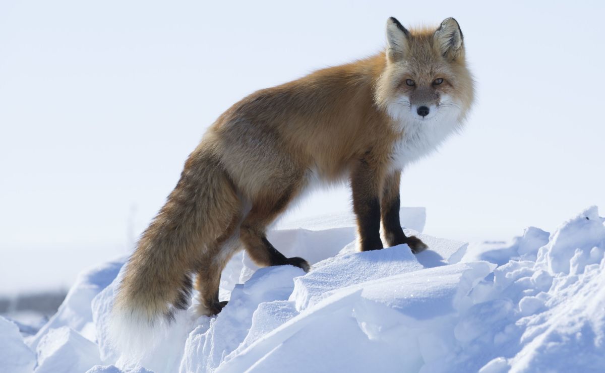 A fox visits Kavik River Camp; photo courtesy National Geographic Channel A fox visits Kavik River Camp; photo courtesy National Geographic Channel