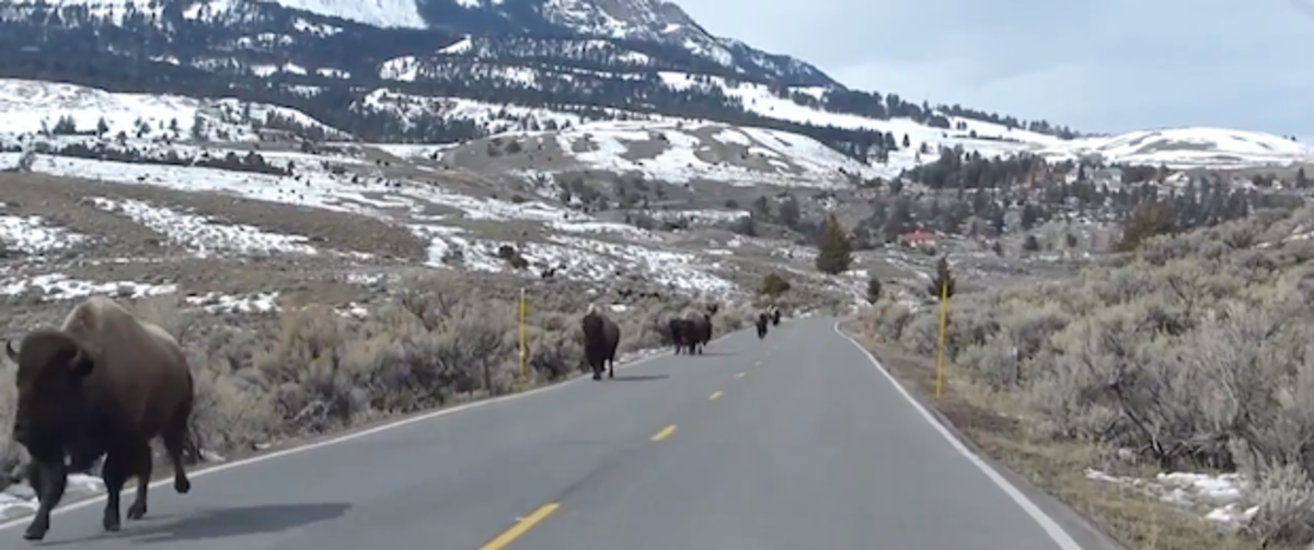 bison2.jpeg