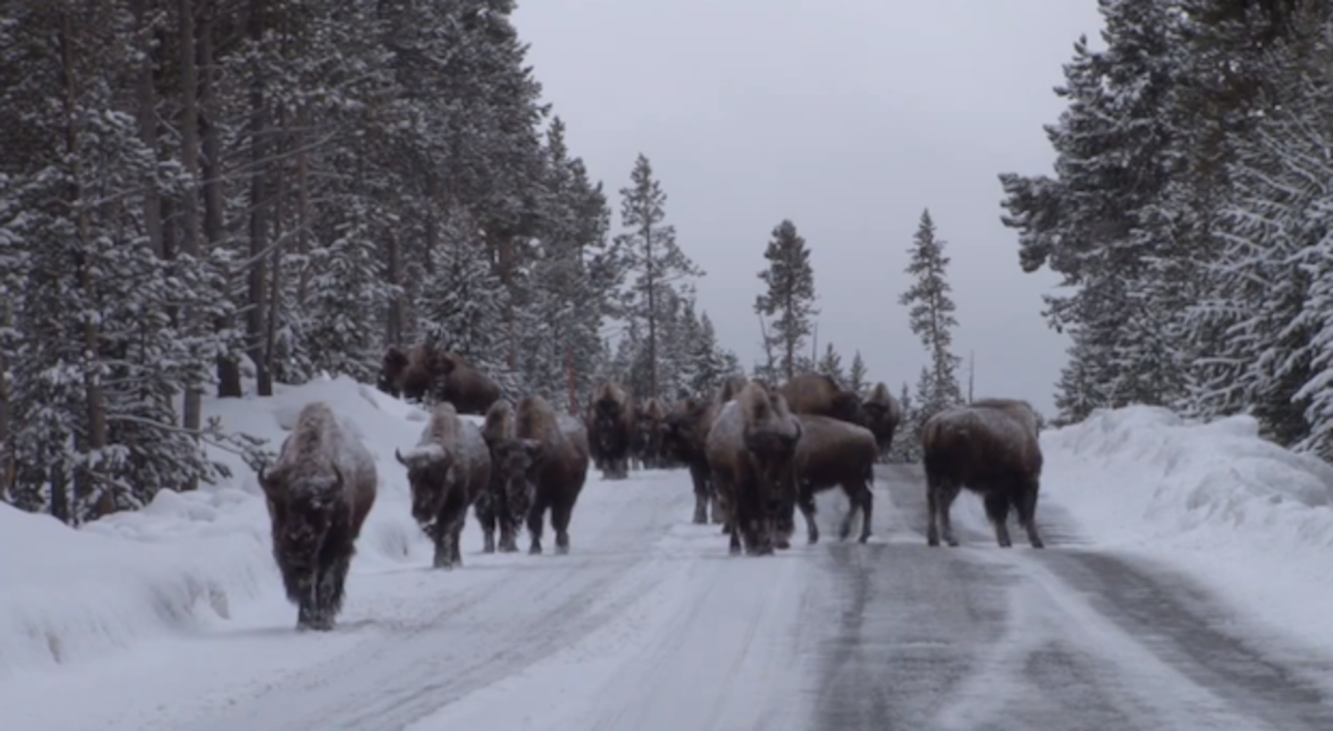 bison3.jpeg