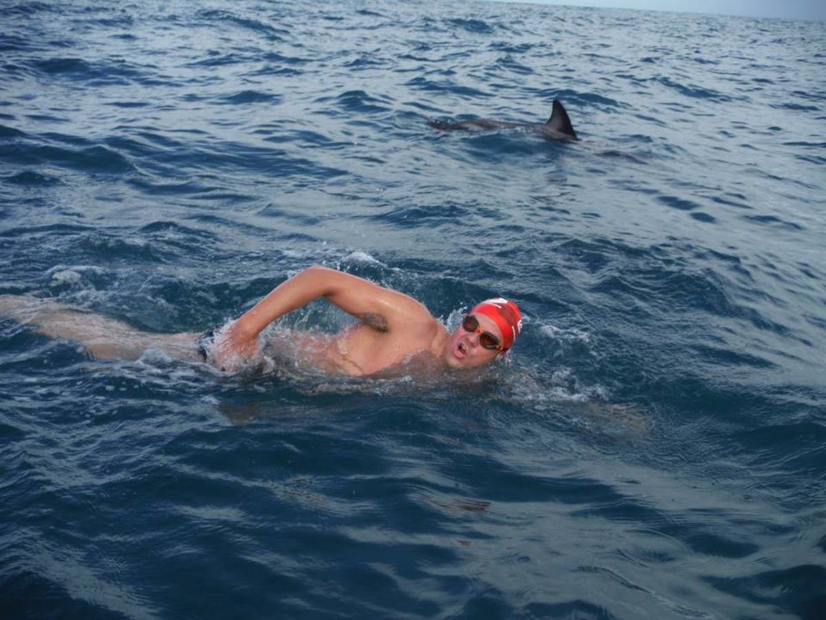 dolphin