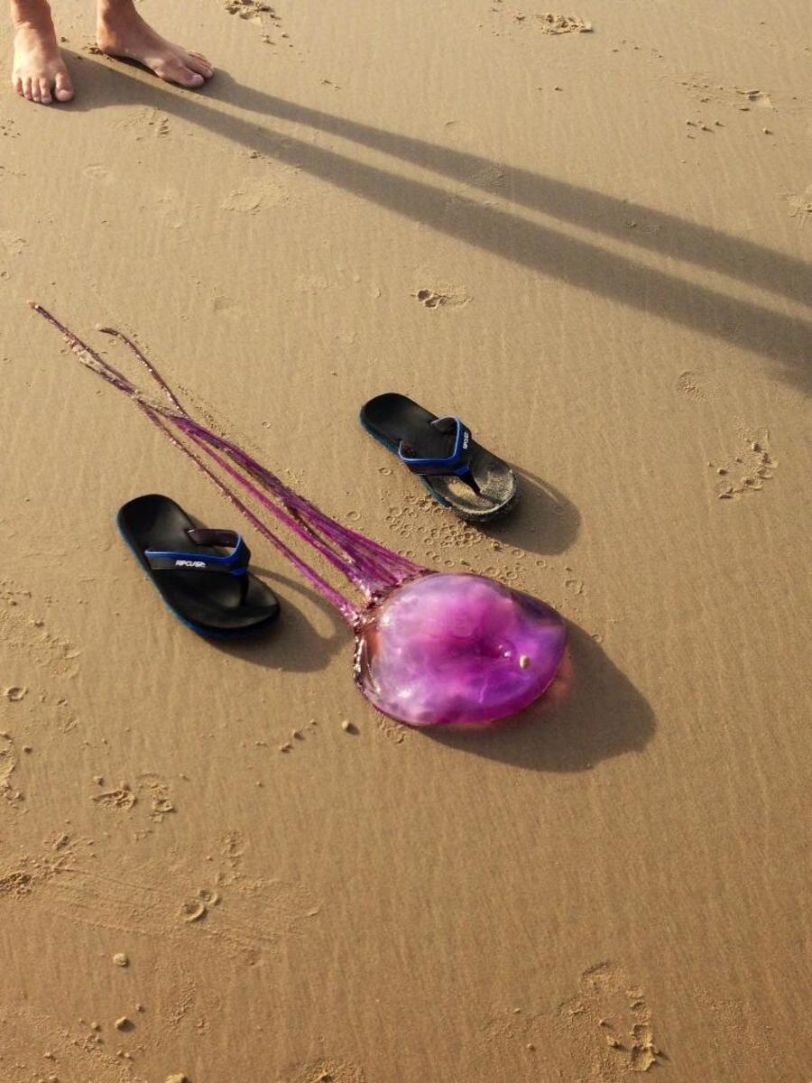 Chances are the purple jellyfish found on Coolum Beach is a new species. Photo courtesy SEA LIFE Mooloolaba
