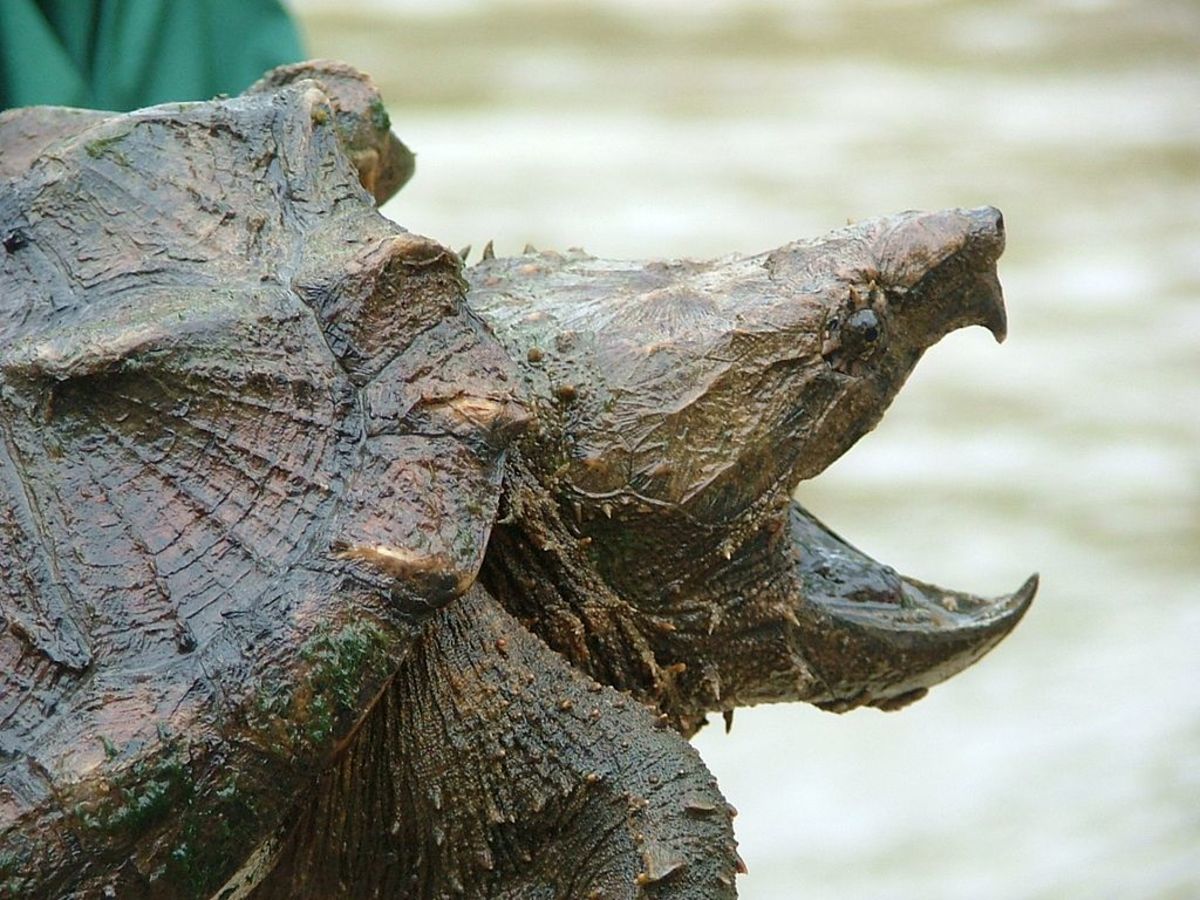 Profile of an alligator snapping turtle