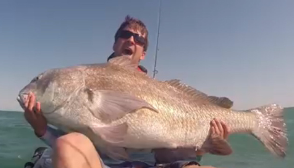 These kayak-caught black drum are so big and powerful, they appear like a caricature of what a giant drum MIGHT look like.