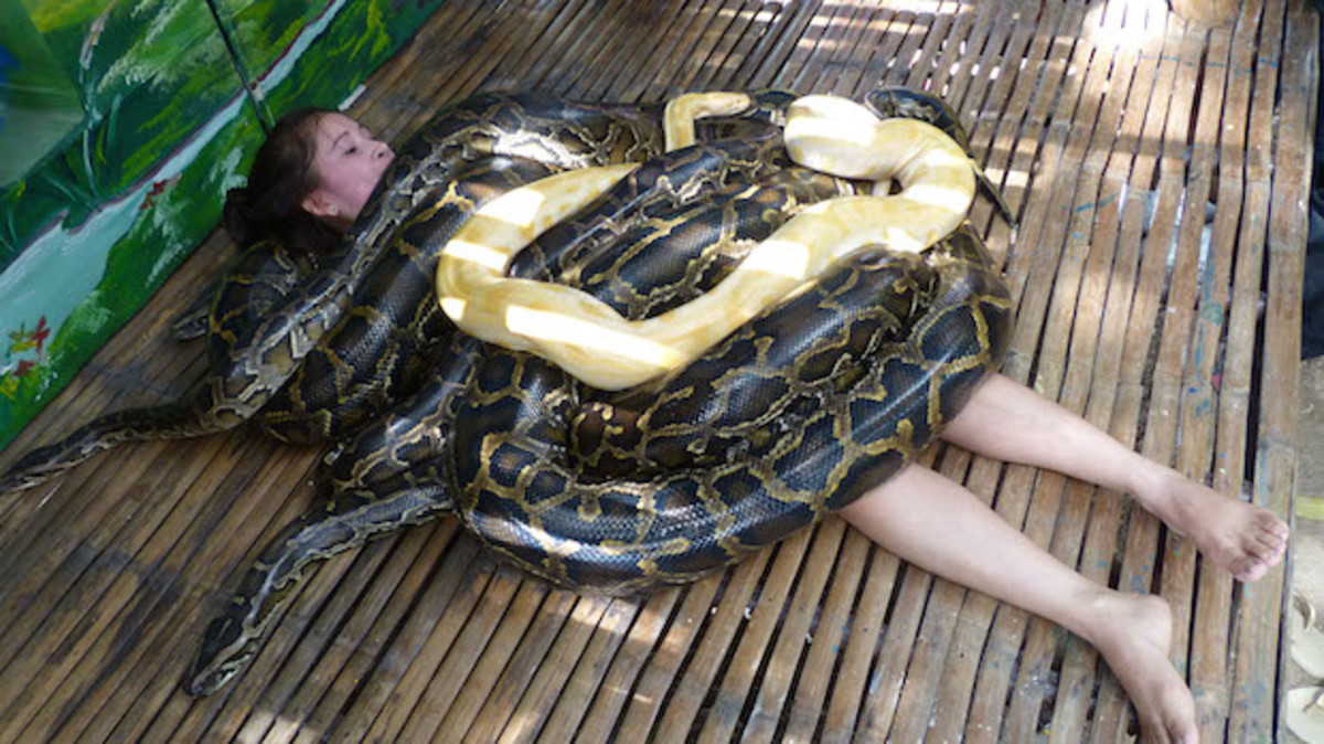Woman receives python massage at Cebu City Zoo