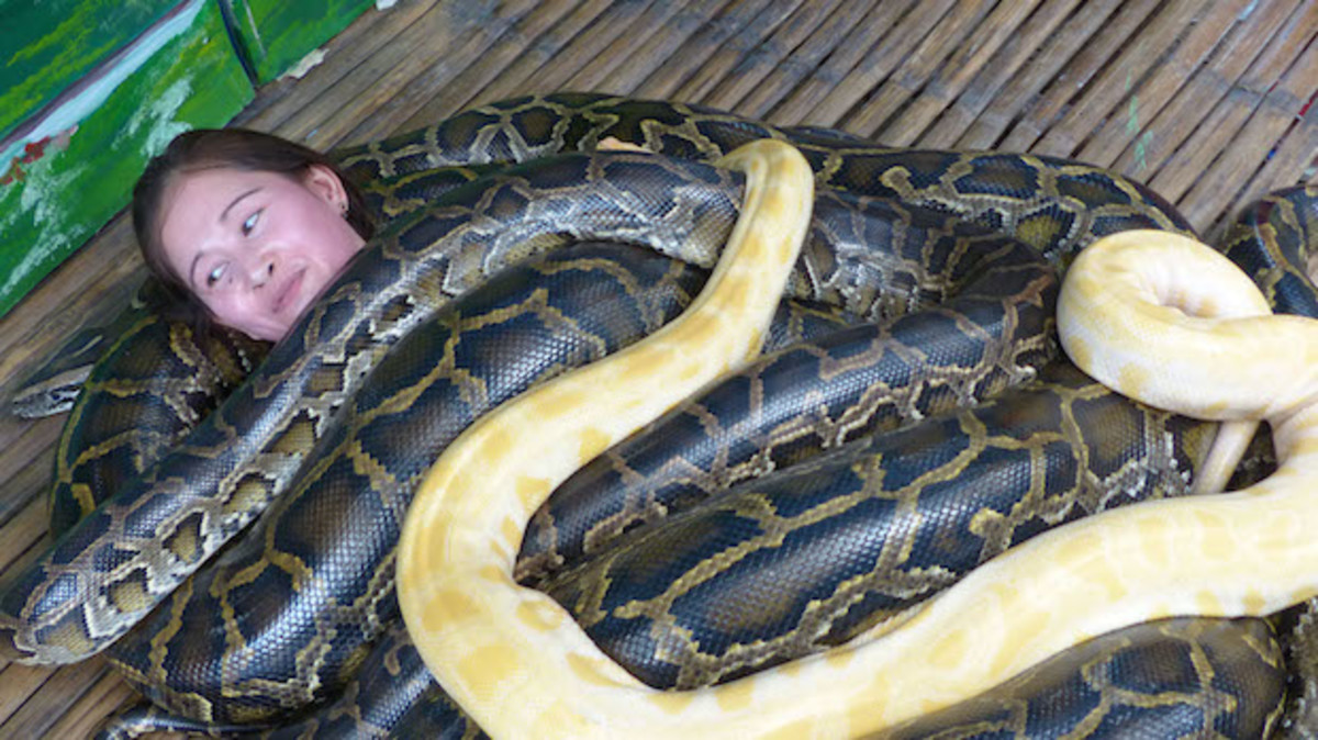 python Massage Philippines
