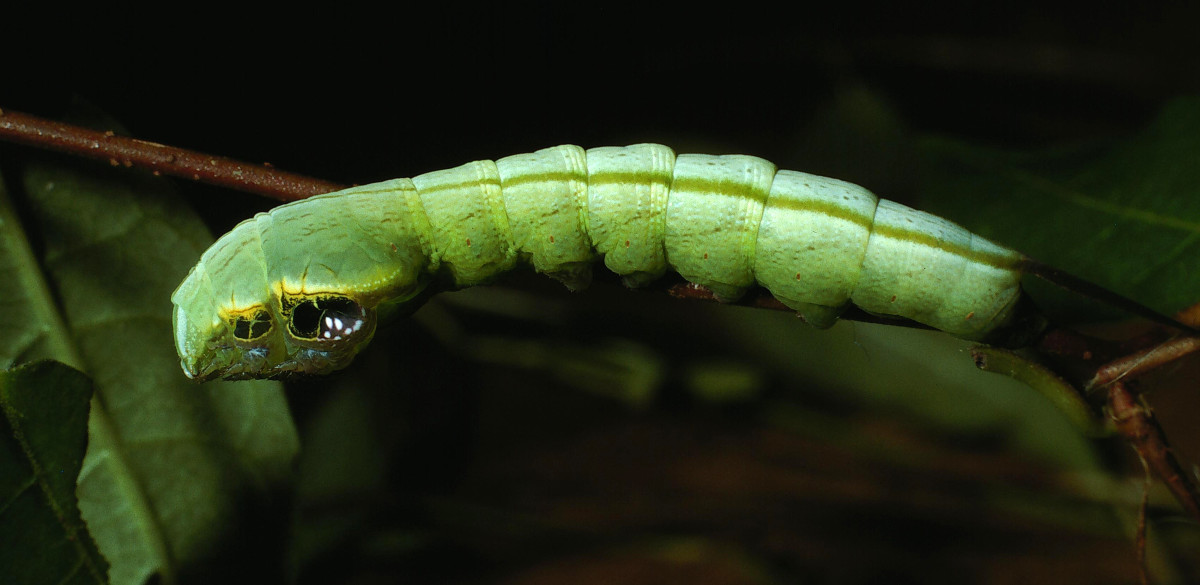 Side view of a snake caterpillar doesn't look as intimidating.