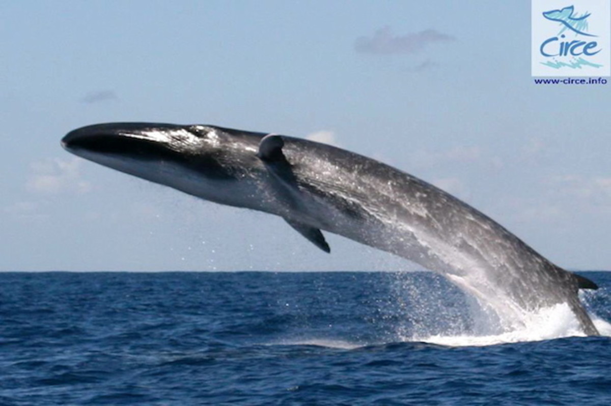Fin whale breaches in Strait of Gibraltar