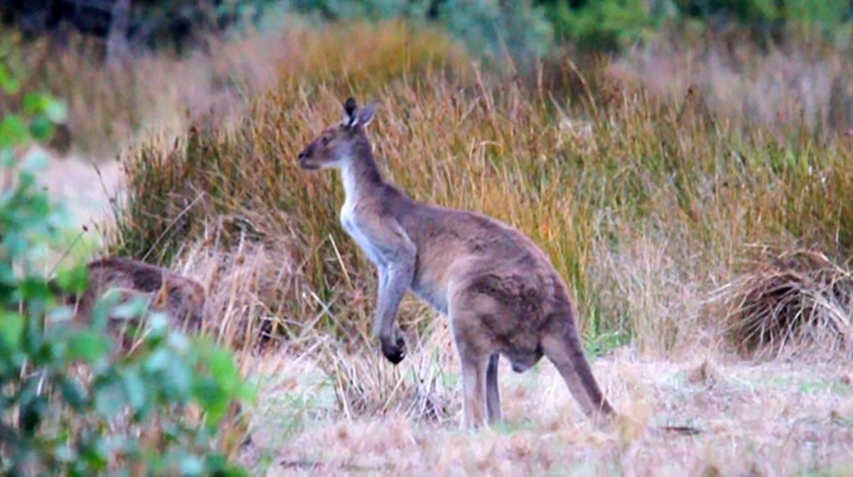 Like any surf trip, it's important to respect the locals; frame grab from video
