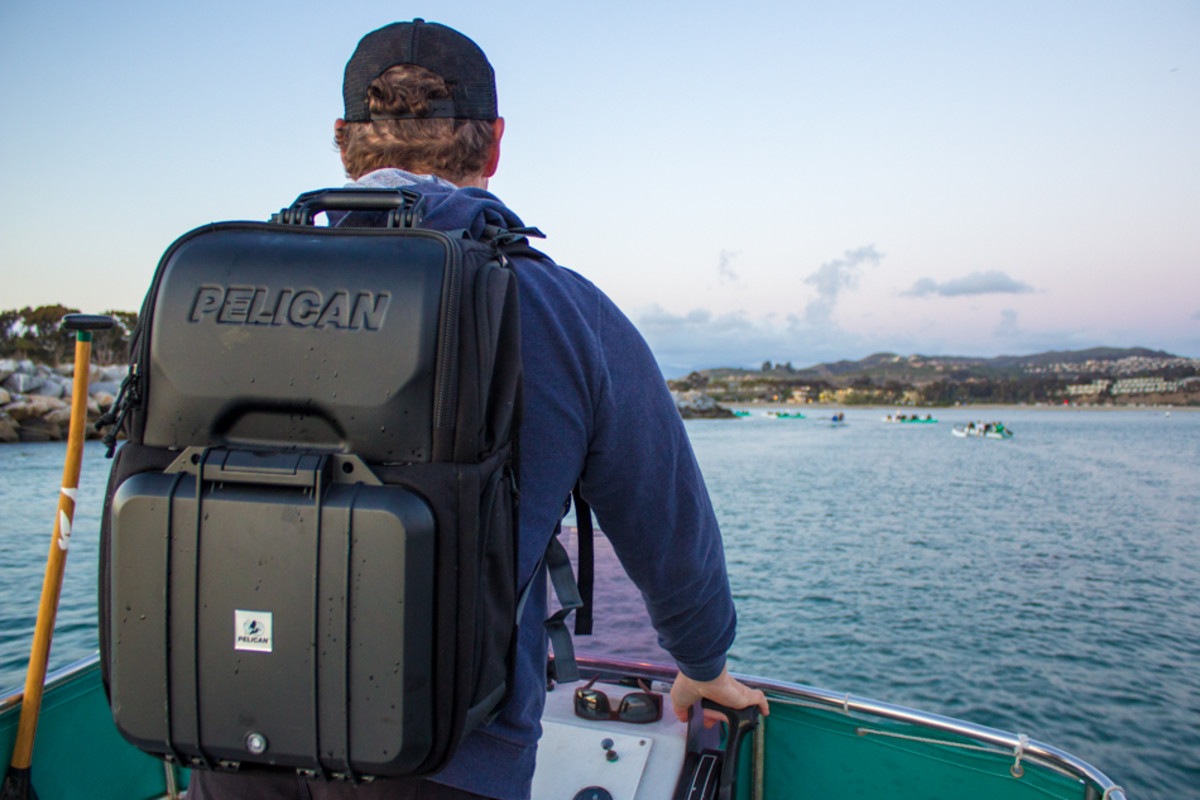 Pelican on back