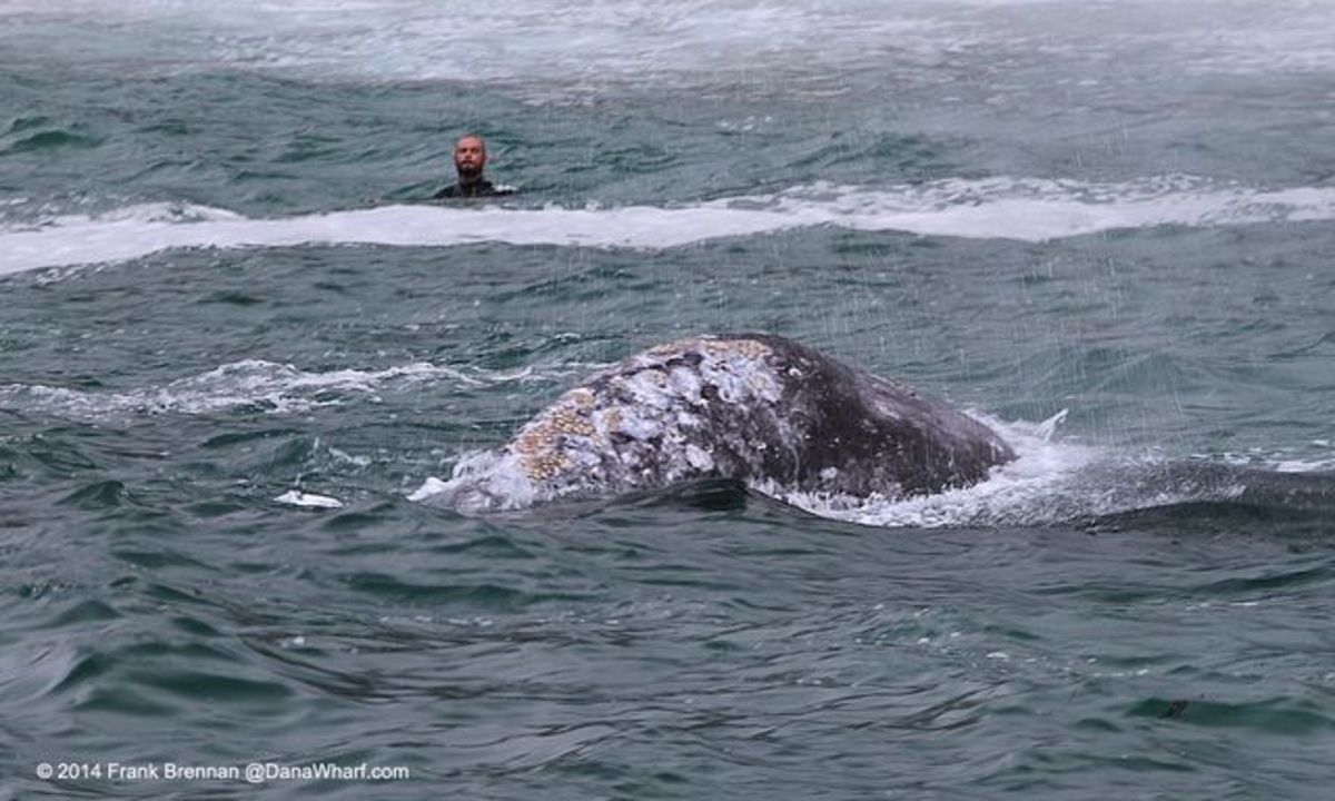 Swimmers who approach gray whales might be violating the Marine Mammal Protection Act