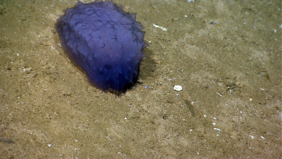 NOAA Ocean Explorer: NOAA Ship Okeanos Explorer: Gulf of Mexico