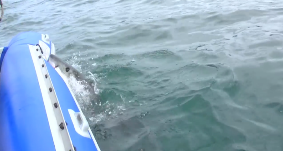 Great white shark takes another bite in what appears to be investigatory behavior