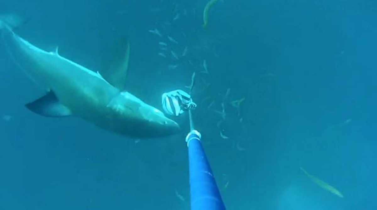 A great white shark inspects, but doesn't attack, a chum-filled drum lined with Jolly's wetsuit material