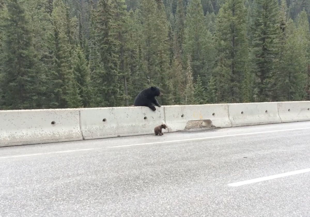 Bear Saves Cub From Road