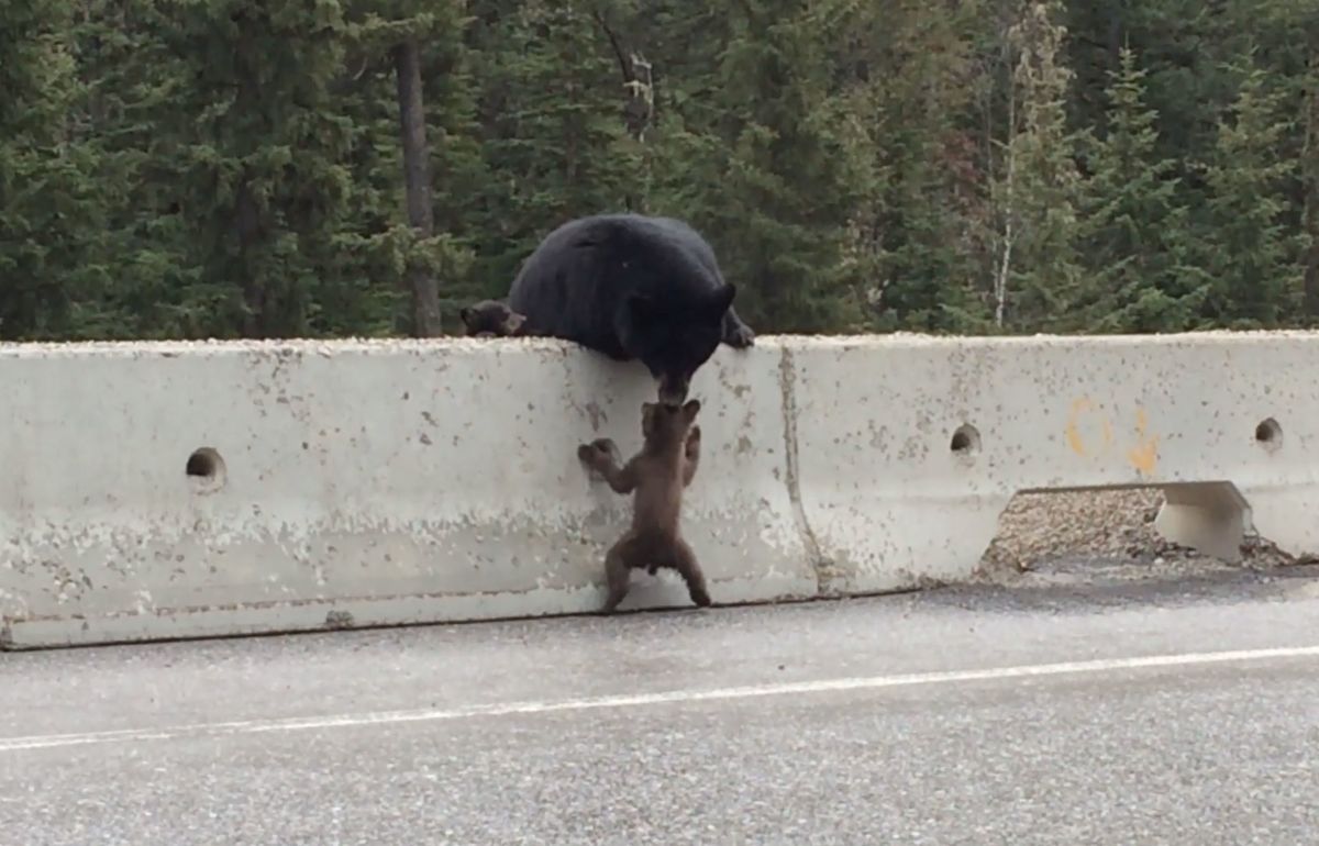 Bear Saves Cub From Road