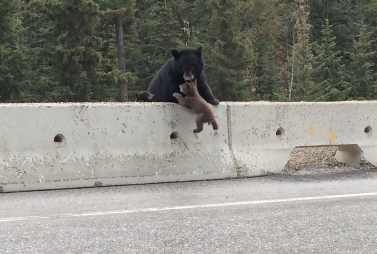 Bear Saves Cub From Road