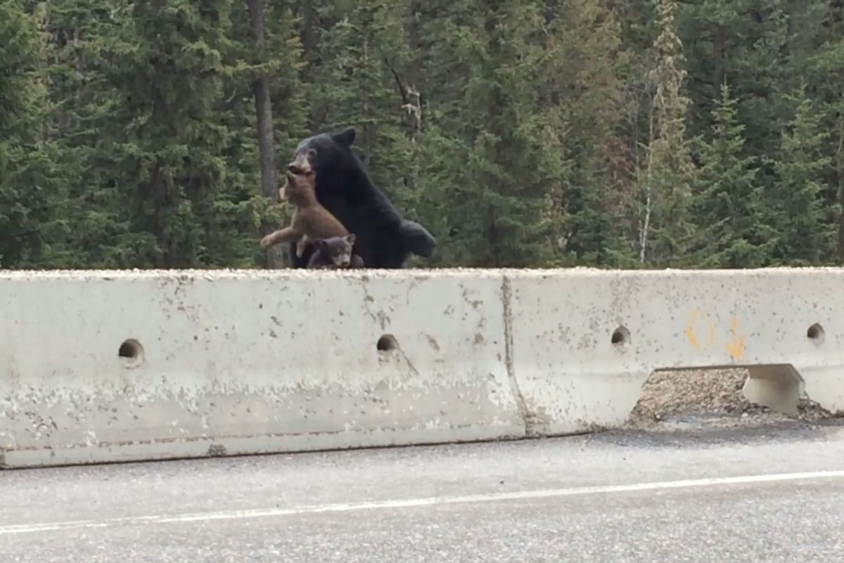 Bear Saves Cub From Road