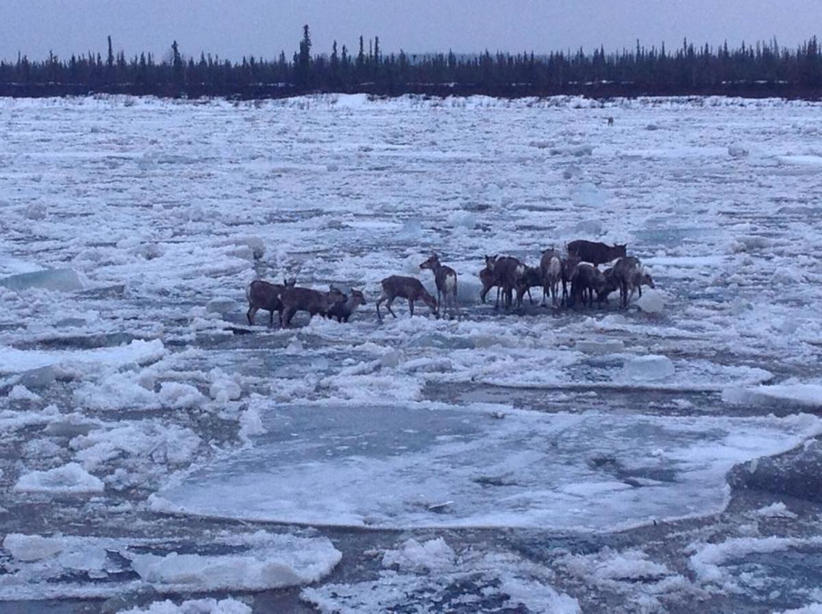 caribou stranded