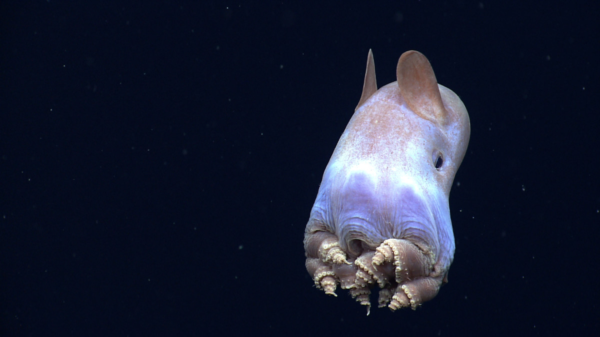 A dumbo octopus displaying rare body posture never seen before