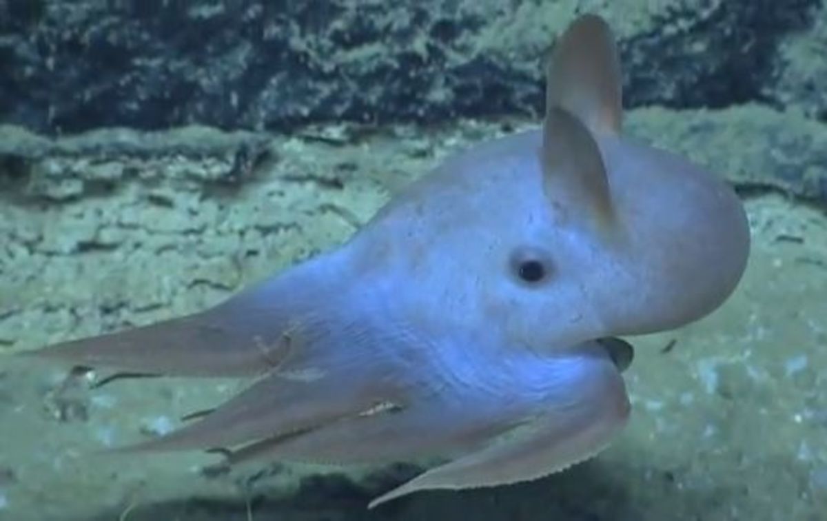 Typical body posture of a dumbo octopus