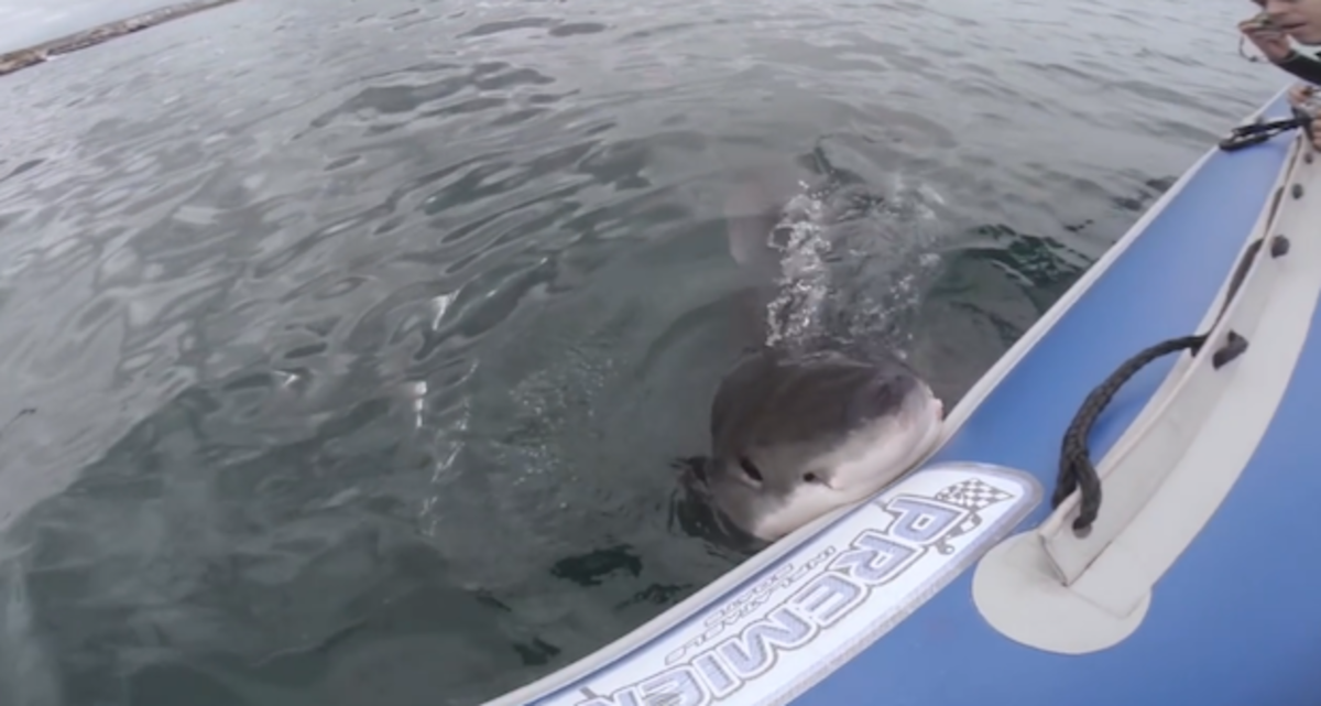 Great white shark sinks teeth into rubber boat