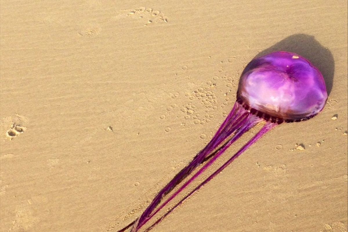 Purple jellyfish washed ashore along the Sunshine Coast of Australia