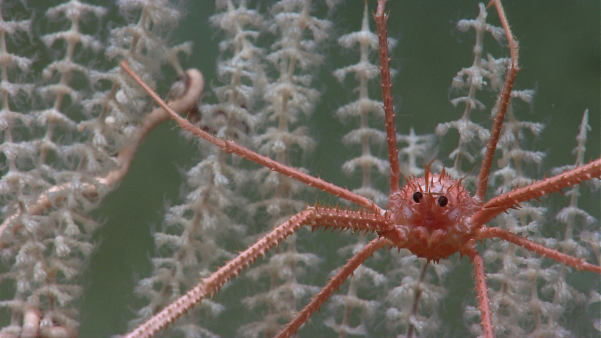 A squat lobster residing on a deep-sea octocoral