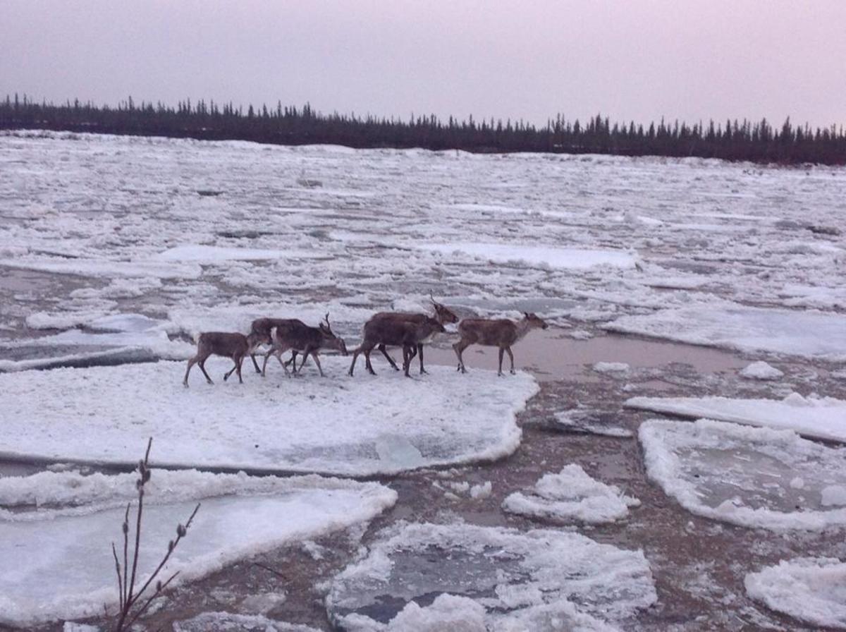 A group of caribou is trapped on an ice floe on the Porcupine River in the Yukon Territory