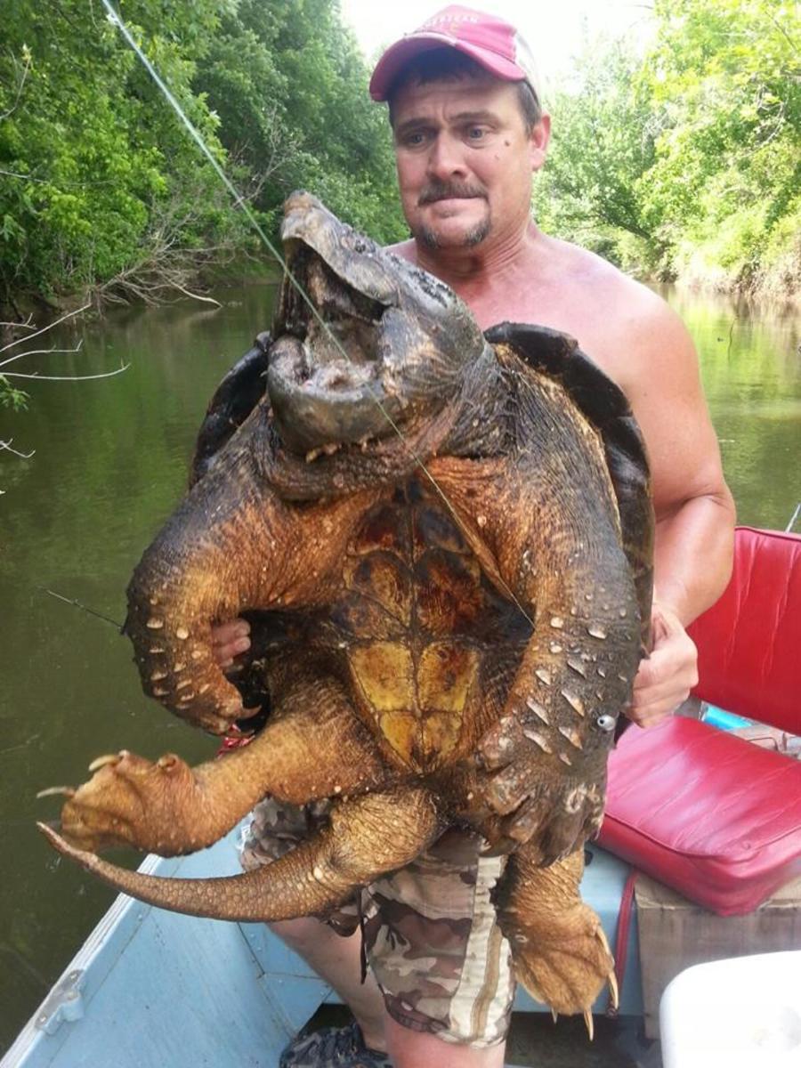 Fisherman holds up the alligator snapping turtle he caught while fishing for catfish