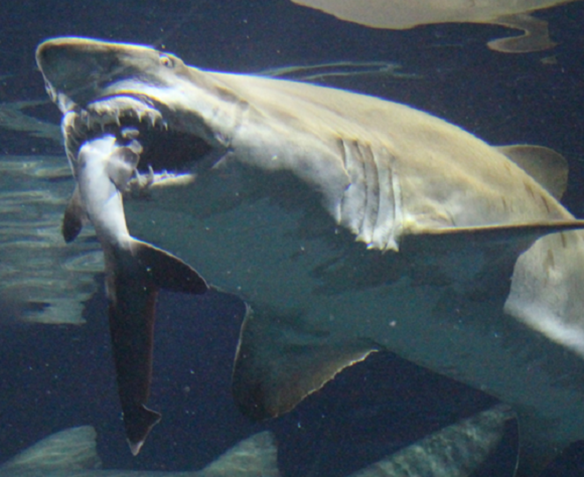 Aquarium sand tiger shark with whitetip reef shark in its jaws