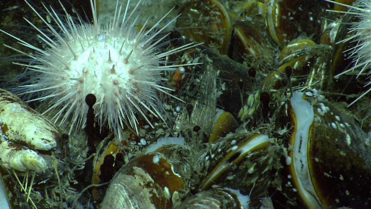 A group of chemosynthetic mussels and a few sea urchins residing next to a natural oil seep