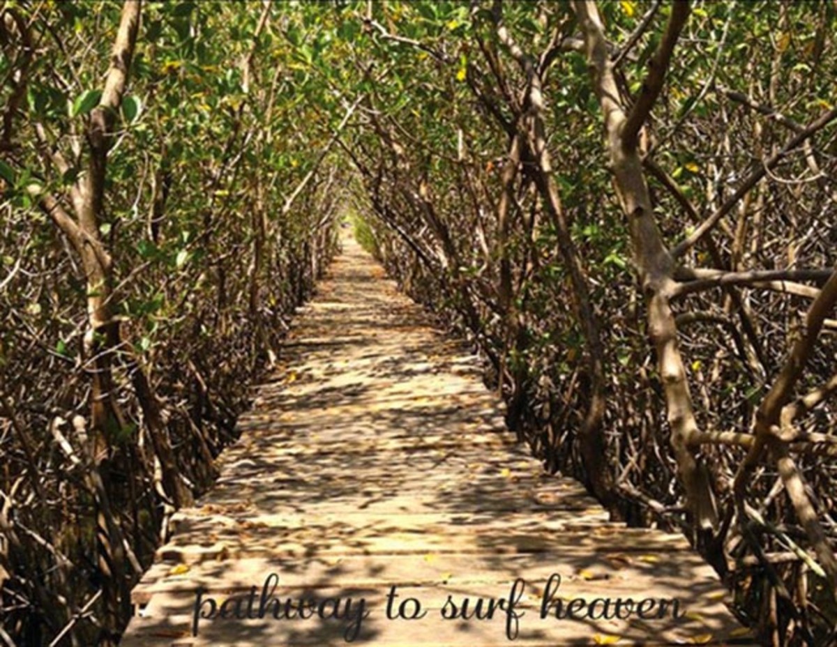 Look for hidden surf spots through jungle paths; Photo courtesy of Brown