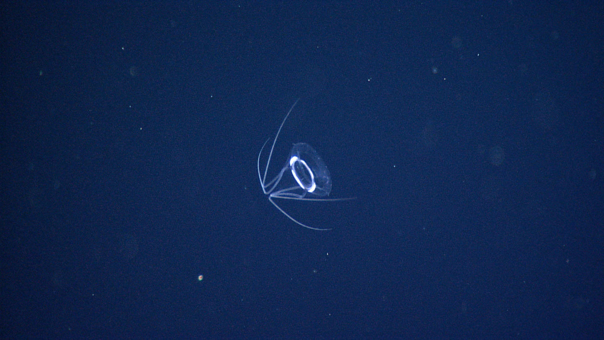 An unidentified jellyfish (possibly a Narcomedusae) with bent tentacles