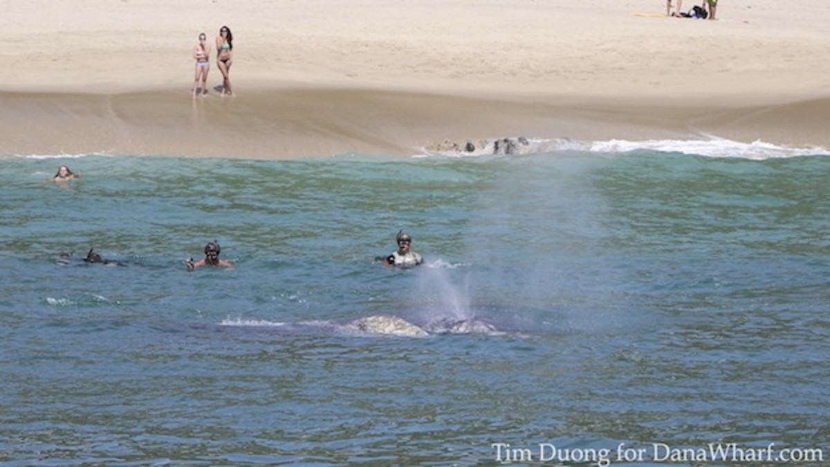 Gray whale mother and calf a mere stone's throw from shore