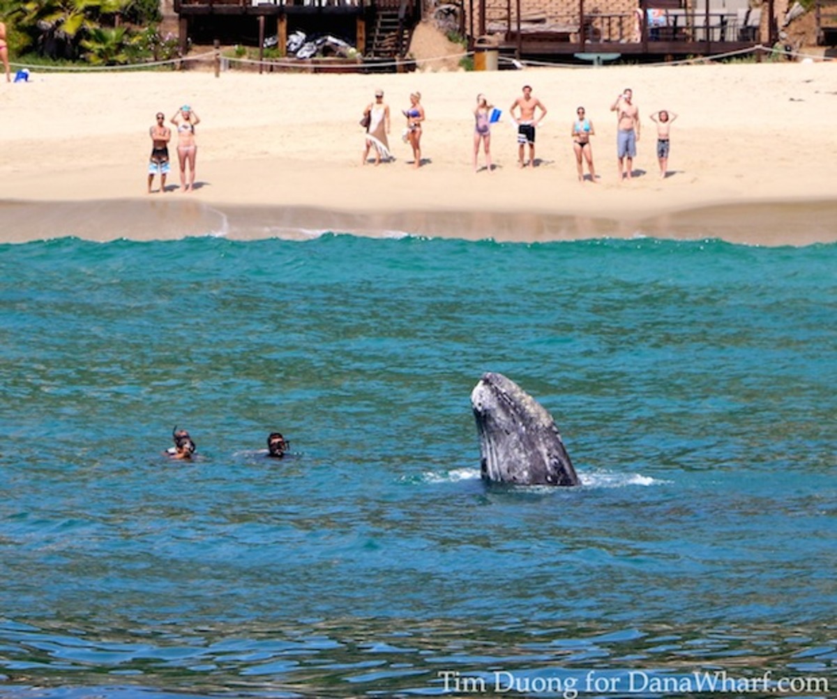 Gray whale calf spy-hops near two swimmers