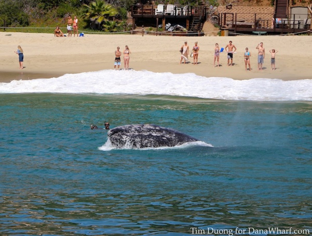 Most are content to watch the gray whales from the beach, but some can't resist a more personal encounter