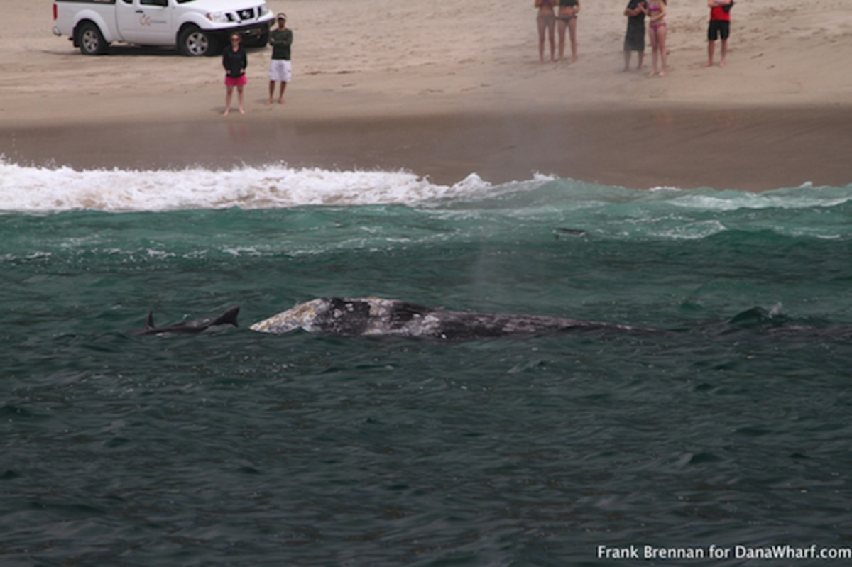 Gray whale mother tries to keep calf from getting too close to the beach