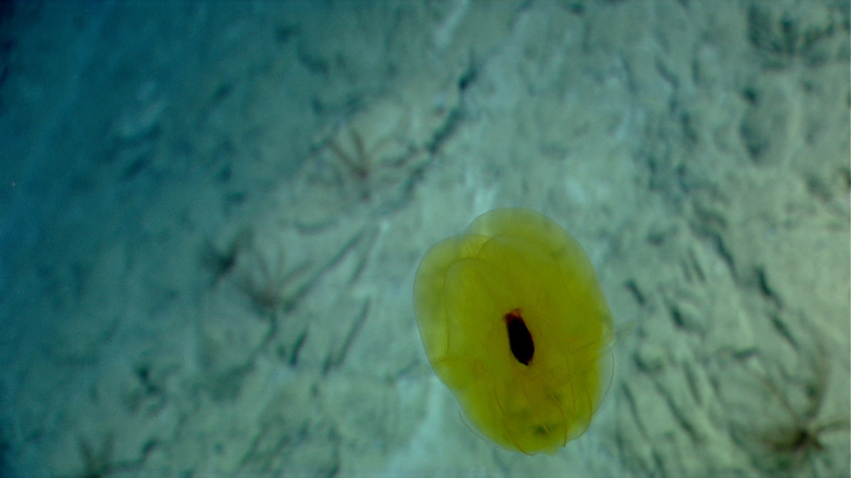 A rare yellow ctenophore