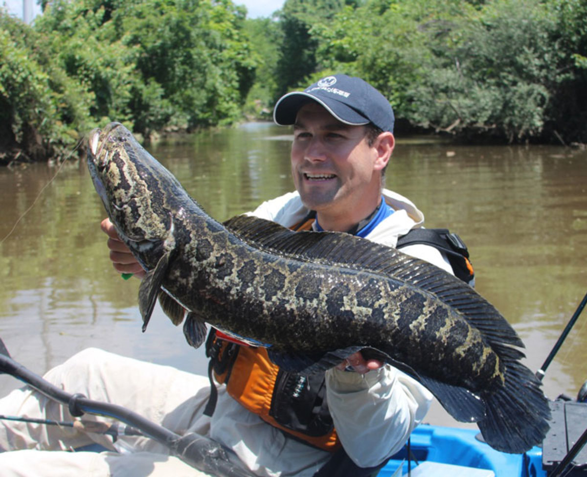 Tidal Potomac anglers have mixed feelings about the northern snakehead, a fish that has drawn official ire. Author Jeff Little finds it a hard fighter and even better table fare. Photo Jeff Little.